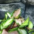 Kép 3/6 - Hoya carnosa 'Tricolor'