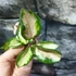Kép 4/6 - Hoya carnosa 'Tricolor'