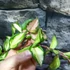 Kép 5/6 - Hoya carnosa 'Tricolor'