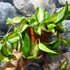 Kép 6/6 - Hoya carnosa 'Tricolor'