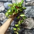 Kép 2/6 - Hoya carnosa 'Tricolor'