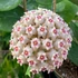 Kép 1/6 - Hoya Parasitica Splash