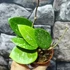 Kép 6/6 - Hoya Parasitica Splash