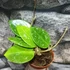 Kép 2/6 - Hoya Parasitica Splash