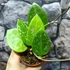 Kép 3/6 - Hoya Parasitica Splash