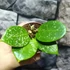 Kép 4/6 - Hoya Parasitica Splash