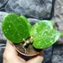 Kép 5/6 - Hoya Parasitica Splash