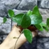 Kép 2/7 - Hoya 'Chouke'