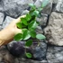 Kép 3/7 - Hoya 'Chouke'