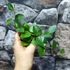 Kép 4/7 - Hoya 'Chouke'