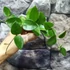 Kép 5/7 - Hoya 'Chouke'