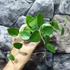 Kép 6/7 - Hoya 'Chouke'
