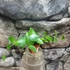 Kép 7/7 - Hoya 'Chouke'