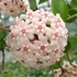 Kép 1/7 - Hoya 'Chouke'