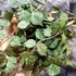 Kép 2/5 - Hoya curtisii