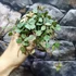 Kép 3/5 - Hoya curtisii