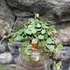 Kép 4/5 - Hoya curtisii