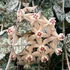 Kép 1/4 - Hoya curtisii akasztós cserépben