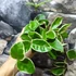 Kép 5/5 - Hoya carnosa 'Krimson Queen'