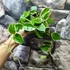 Kép 2/5 - Hoya carnosa 'Krimson Queen'