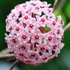 Kép 1/5 - Hoya carnosa 'Krimson Queen'