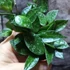 Kép 5/6 - Hoya krohniana 'Splash'