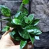 Kép 6/6 - Hoya krohniana 'Splash'