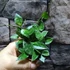 Kép 3/6 - Hoya krohniana 'Splash'