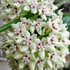 Kép 1/9 - Hoya australis 'Lisa'