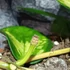 Kép 4/9 - Hoya australis 'Lisa'