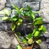 Kép 3/9 - Hoya australis 'Lisa'