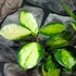 Kép 9/9 - Hoya australis 'Lisa'