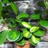 Kép 5/9 - Hoya australis 'Lisa'