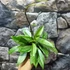 Kép 2/10 - Hoya carnosa 'Silver Spots'