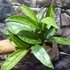 Kép 4/10 - Hoya carnosa 'Silver Spots'