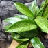 Kép 6/10 - Hoya carnosa 'Silver Spots'