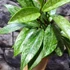 Kép 7/10 - Hoya carnosa 'Silver Spots'