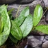 Kép 9/10 - Hoya carnosa 'Silver Spots'
