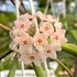 Kép 1/9 - Hoya longifolia 'China Beans'
