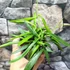 Kép 2/9 - Hoya longifolia 'China Beans'