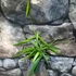 Kép 5/9 - Hoya longifolia 'China Beans'