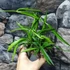Kép 4/9 - Hoya longifolia 'China Beans'