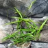 Kép 7/9 - Hoya longifolia 'China Beans'