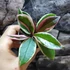 Kép 4/6 - Hoya Flamingo dream, értékcsökkent