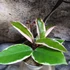 Kép 5/6 - Hoya Flamingo dream, értékcsökkent