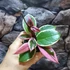 Kép 6/6 - Hoya Flamingo dream, értékcsökkent