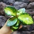 Kép 5/7 - Hoya australis 'Lisa'
