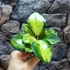 Kép 7/7 - Hoya australis 'Lisa'