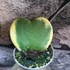 Kép 2/5 - Hoya kerrii albomarginata levél dugvány