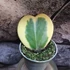 Kép 4/5 - Hoya kerrii albomarginata levél dugvány